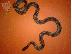 PoulaTo: πωλειται king snake goini golden